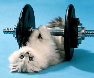 kitten lifting weights