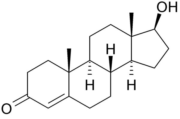 Testosteroon ja toitumine